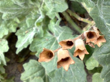 Selle mura di un antico castello - Hyoscyamus albus